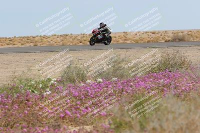 media/Mar-12-2023-SoCal Trackdays (Sun) [[d4c8249724]]/Turn 15 Inside Bloom (130pm)/